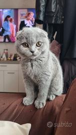 Cuccioli di Scottish