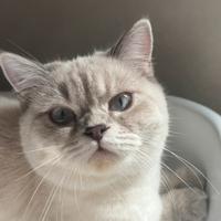 Gatta British Shorthair per accoppiamento