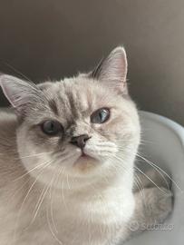 Gatta British Shorthair per accoppiamento