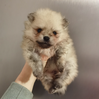 STUPENDA Cucciola Volpino pomerania Toy PEDIGREE E