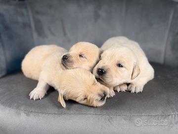 Golden retriver