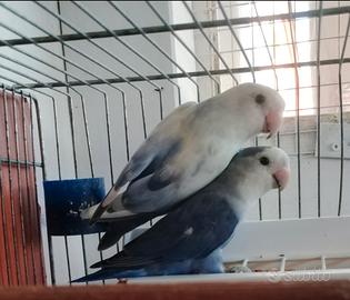 Coppie adulte inseparabili roseicollis