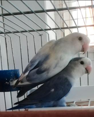 Coppie adulte inseparabili roseicollis