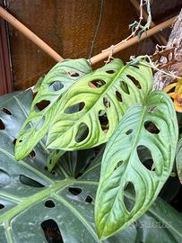 Monstera adansonii