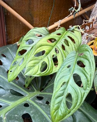 Monstera adansonii