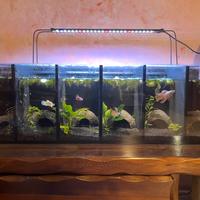 Acquario bettiera 6 posti 50 litri