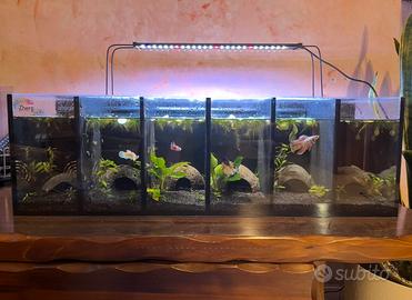 Acquario bettiera 6 posti 50 litri