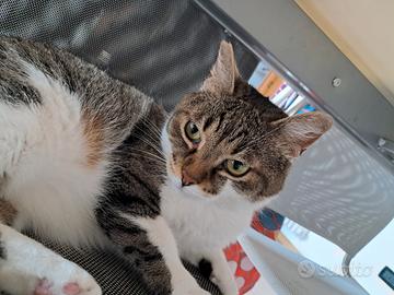 Gattina dolce e coccolona