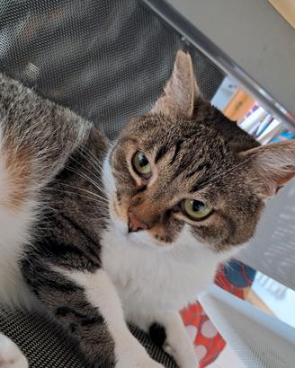 Gattina dolce e coccolona