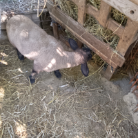 Disponibile agnello sulfock puro,3 mesi