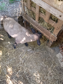 Disponibile agnello sulfock puro,3 mesi