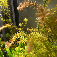 Rotala rotundifoglia pianta x acquario