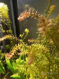 Rotala rotundifoglia pianta x acquario
