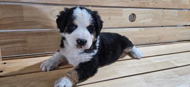 Cucciola Bovaro del bernese