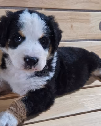 Cucciola Bovaro del bernese