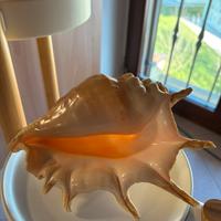 Conchiglia da collezione