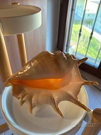 Conchiglia da collezione