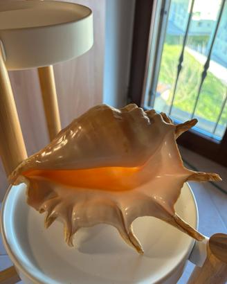 Conchiglia da collezione