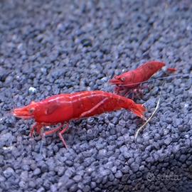 Neocaridine Caridine Red acquario dolce