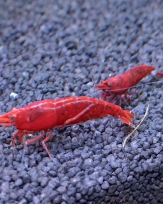 Neocaridine Caridine Red acquario dolce
