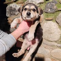 Cika cucciola taglia media contenuta