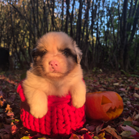 Australian shepherd maschietti blue merle