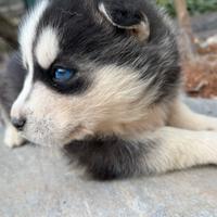 Cane Husky siberian