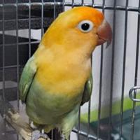 Pappagallo inseparabile fischeri