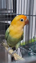 Pappagallo inseparabile fischeri