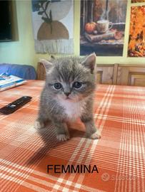 Cuccioli Scottish fold e straight