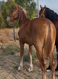 Puledra di 2 anni, stampo antico