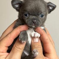 Femmina di chihuahua con Pedigree ENCI/FCI