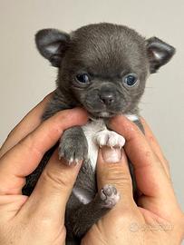 Femmina di chihuahua con Pedigree ENCI/FCI