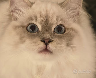 Cuccioli gatto siberiano