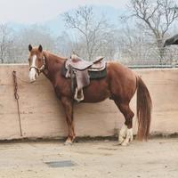 Castrone Paint con documento 4 anni