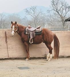 Castrone Paint con documento 4 anni