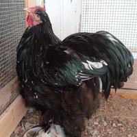 Gallo cocincina gigante