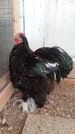 Gallo cocincina gigante