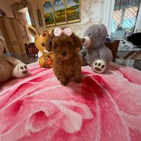 Barboncino (barbone) Toy Fulvo