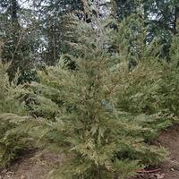 Piante da siepe Cipresso Leylandii