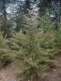 Piante da siepe Cipresso Leylandii