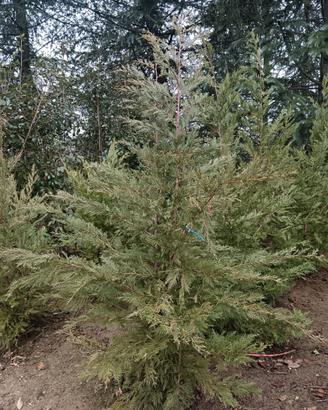 Piante da siepe Cipresso Leylandii