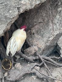 Galli ruspanti allevati a terra