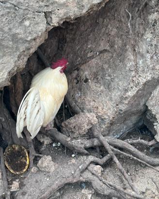 Galli ruspanti allevati a terra