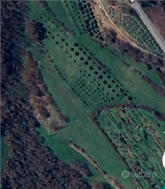 Terreno in collina con ulivi