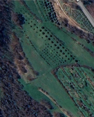 Terreno in collina con ulivi