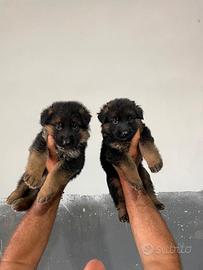 Cuccioli di Pastore Tedesco