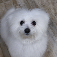 Cane maltese maschio