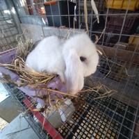 Coniglietto ariete nano