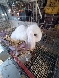 Coniglietto ariete nano